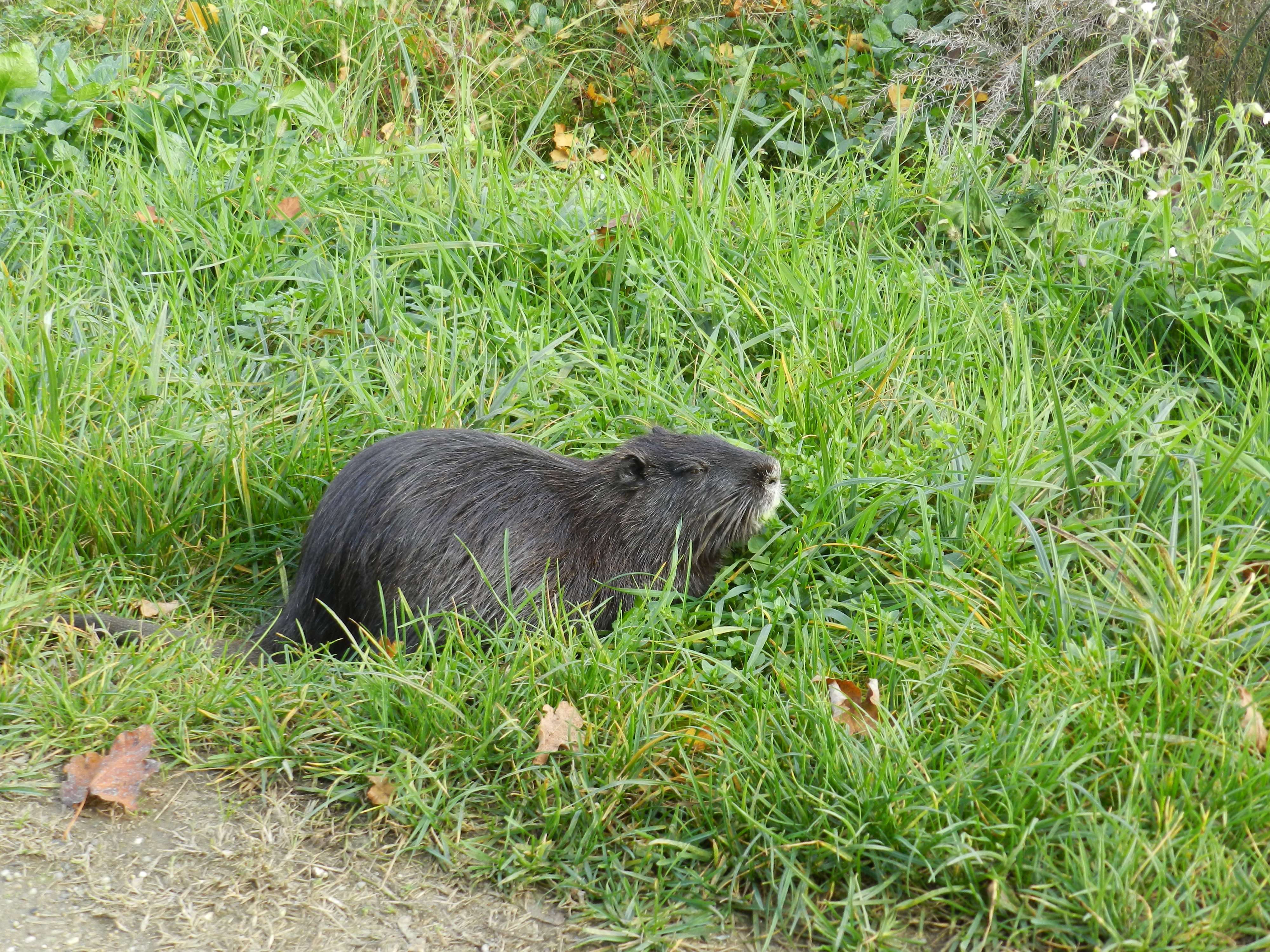 Corso per operatori volontari per il “Piano provinciale di controllo ed eradicazione della nutria